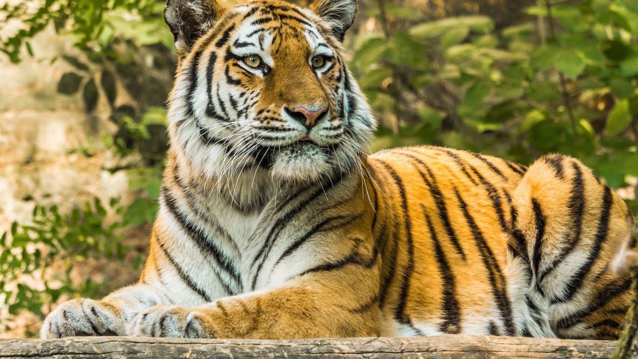 Day 2: Jim Corbett | Listen to the Roar of Bengal Tigers